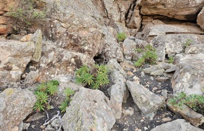 Centaurea junoniana