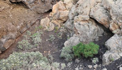 Centaurea junoniana. Habitat.3.jpg