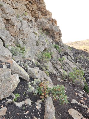 Centaurea junoniana. Habitat.jpg
