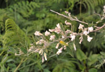 Chamaecytisus proliferus. Closer.jpg