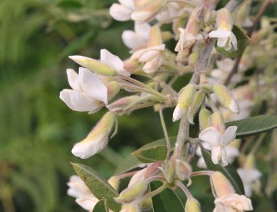 Chamaecytisus proliferus. Close-up.jpg