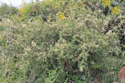 Chamaecytisus proliferus.jpg