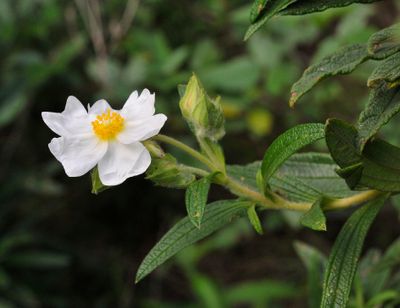 Cistus monspeliensis.jpg