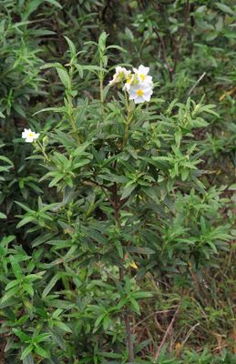 Cistus monspeliensis.jpg