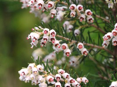 Erica canariensis. Close-up.