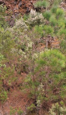Erica canariensis