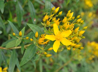 Hypericum canariense. Closer.2.jpg