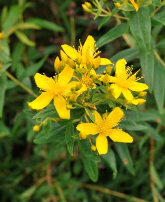 Hypericum canariense. Closer.3.jpg