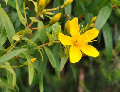 Hypericum canariense. Closer.4.jpg