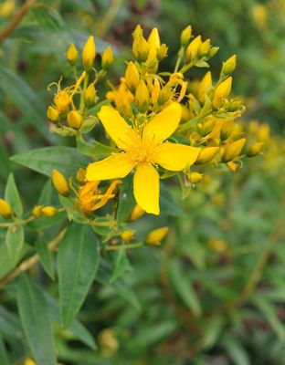 Hypericum canariense. Close-up.3.jpg