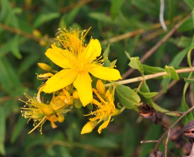 Hypericum canariense. Close-up.jpg