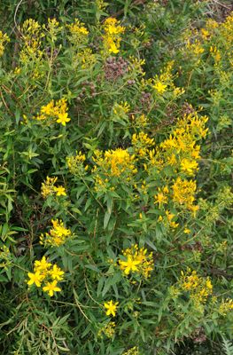 Hypericum canariense.1.jpg