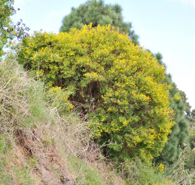 Hypericum canariense.2.jpg