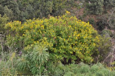 Hypericum canariense.jpg