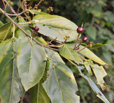 Rhamnus glandulosa