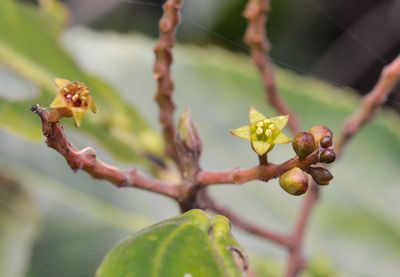Rhamnus glandulosa. Close-up.2.jpg