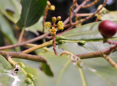 Rhamnus glandulosa. Close-up.jpg
