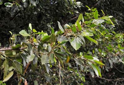 Rhamnus glandulosa.2.jpg
