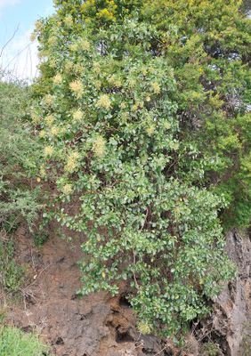 Rumex lunaria.jpg
