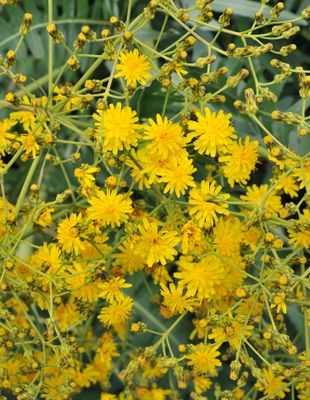 Sonchus palmensis