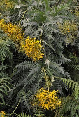 Sonchus palmensis. Closer.3.jpg
