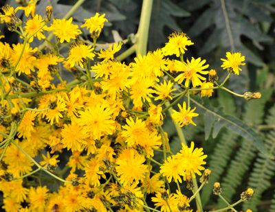 Sonchus palmensis. Closer.4.jpg