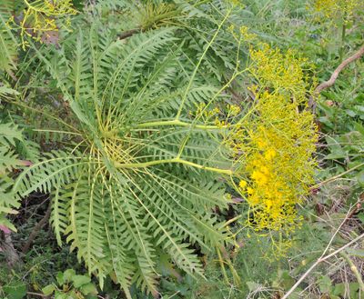Sonchus palmensis. Closer.5.jpg