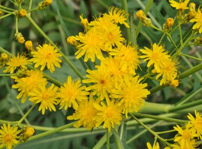 Sonchus palmensis. Closer.6.jpg