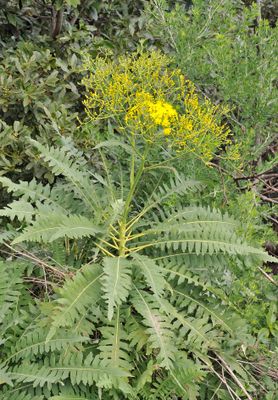 Sonchus palmensis. Closer.7.jpg