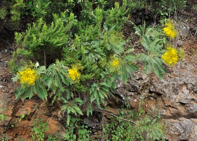 Sonchus palmensis. Closer.8.jpg