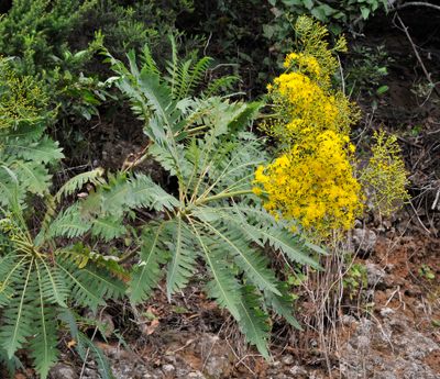 Sonchus palmensis. Closer.9.jpg