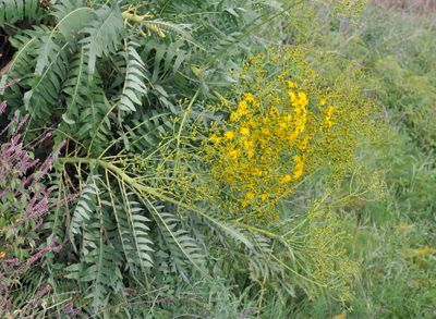 Sonchus palmensis. Closer.jpg