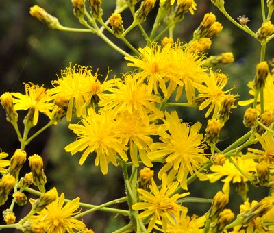 Sonchus palmensis. Close-up.2.jpg