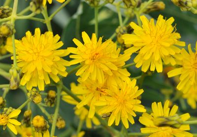 Sonchus palmensis. Close-up.jpg