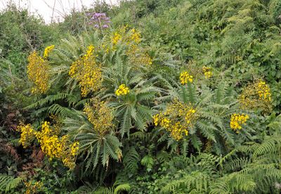 Sonchus palmensis.2.jpg