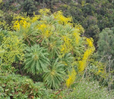 Sonchus palmensis.3.jpg