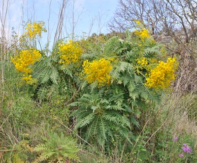 Sonchus palmensis.4.jpg