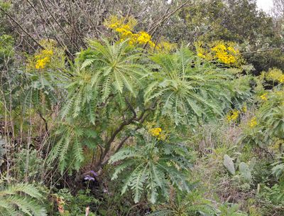 Sonchus palmensis.5.jpg