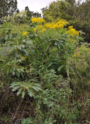 Sonchus palmensis.6.jpg