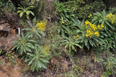 Sonchus palmensis.7.jpg