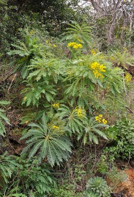 Sonchus palmensis.8.jpg