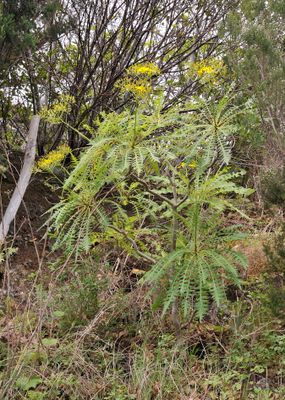 Sonchus palmensis.9.jpg