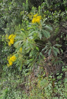 Sonchus palmensis.10.jpg