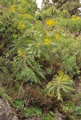 Sonchus palmensis