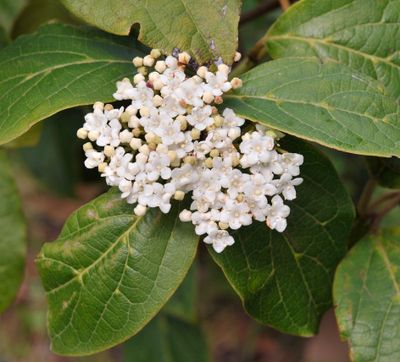 la_palma_viburnum_rigidum