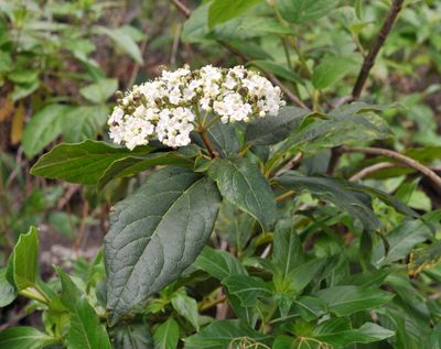 Viburnum rigidum. Closer.3.jpg