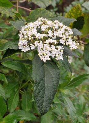 Viburnum rigidum. Closer.4.jpg