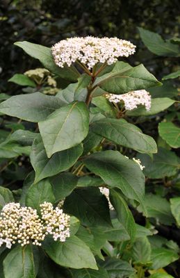 Viburnum rigidum. Closer.5.jpg