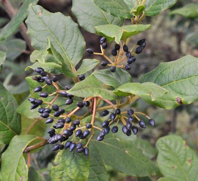 Viburnum rigidum. Fruits.2.jpg
