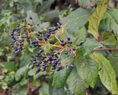 Viburnum rigidum. Fruits.3.jpg